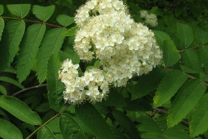 Ismerjük meg a madárberkenyét! - 2. rész