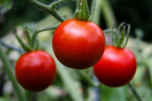 Termesszük meg a saját paradicsomunkat! - 2. rész