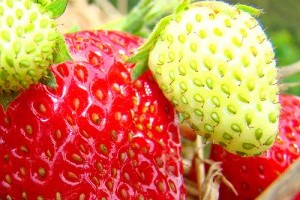 Hogyan gondozzuk a földiepret? - 1. rész