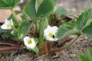 Hogyan gondozzuk a földiepret? - 2. rész