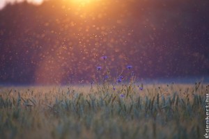 Környezetbarát szúnyogriasztás a kertben és otthonunkban