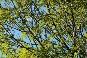 Ismerjük meg a kőrisfát (Fraxinus excelsior)! - 1. rész
