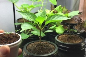 Így lehet a lakásban mini veteményeskerted