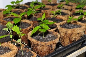 A beltéri kertészkedés művészete - 2. rész