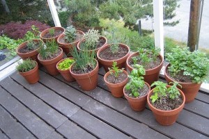 Mi szükséges a konténeres kertészkedéshez?