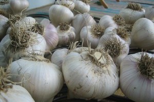 Készítsünk környezetbarát rovarirtókat!