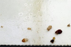 Hogyan szabaduljunk meg az ágyi poloskáktól?