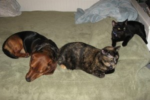 Ágyi poloska - mítosz vagy valóság?