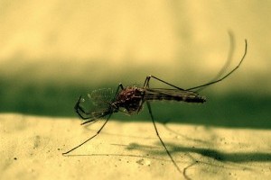 Off! rovarriasztók - Viszlát rovarcsípések!