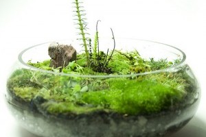 Készítsünk mohakertet a lakásban!
