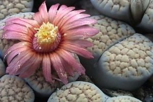 Ismét Kaktusz és pozsgásnövény kiállítás a Füvészkertben!