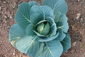 Káposztával a gyomorfekély ellen!