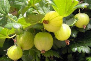 Hogyan termesszünk otthon egrest avagy köszmétét?