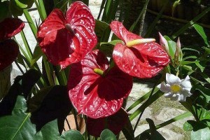 Ültessünk burmai virágoskertet!