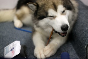 Készítsünk kutyaólat a raktárhelyiségben! - 1. rész