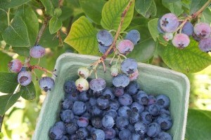 Tudjunk meg többet az áfonyáról!