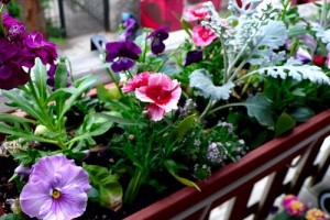 Városi oázis: konténerkertészet kezdőknek