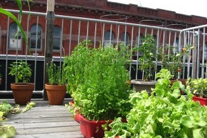 Hova ültessünk zöldségeket, ha nincs kertünk?