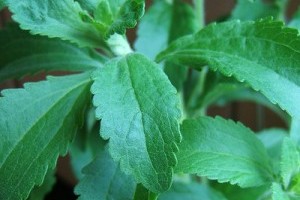 Susta – egy új, teljesen természetes édesítő