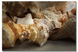 Hogyan készítsünk kagylóval díszített lámpaernyőt?