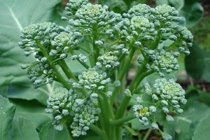 A brokkoli jobban védi a bőrt, mint a fényvédő krémek - 1. rész