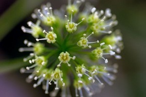 Csak férfiaknak - tesztoszteron növelés!