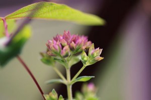 Hogyan küzd az oregánó a paraziták ellen? - 1. rész