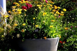 Hogyan termesszünk borsikafüvet (csombort)?