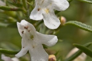 Mit kell tudni a téli borsfű termesztéséről?