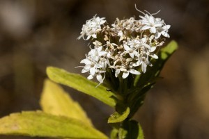 Hogyan neveljünk sztíviát?