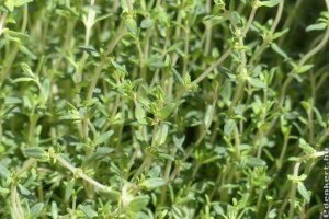 Kakukkfű termesztése: ezeket jó, ha betartod