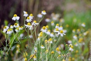Kamilla termesztése, ültetése kiskertben: ezekre figyelj!
