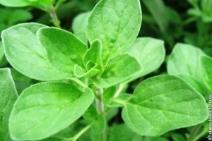 Termesszünk fűszernövényeket! - Majoránna