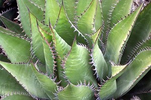 Mit kell tudni az agávé nektárakról? - 1. rész