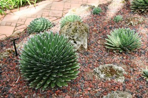 Mit kell tudni az agávé nektárakról? - 2. rész