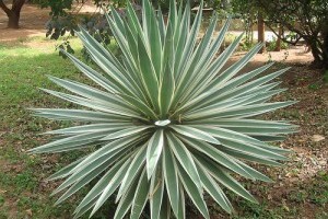 Mit kell tudni az agávé nektárakról? - 4. rész