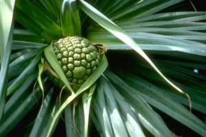 Mit kell tudni az agávé nektárakról? - 5. rész