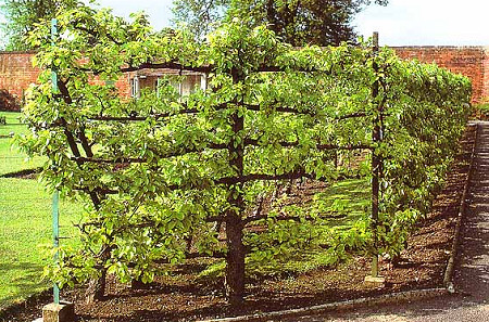 Krizantém: ha ezekre figyelsz, tele lesz virággal