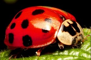 Ökológiai növényvédelem a kertben!