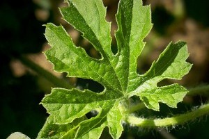 A balzsamkörte megelőzi a cukorbetegséget!