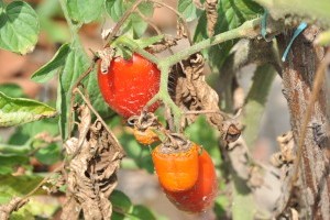 A paradicsom gyakori betegségei - 2. rész