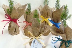 Jutazsákos facsemeték ültetése!