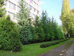 Allergiát okozhat a hamisciprus?