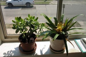 A szobanövények jótékony hatásai