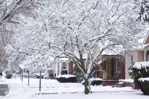 Megbetegedett fák: mentsük meg vagy helyettesítsük őket?