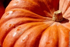 Halloween tök termesztése házilag