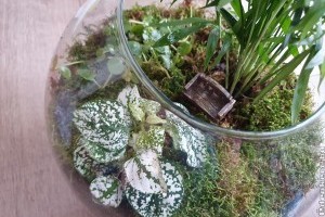 Florárium készítése házilag: videón mutatjuk, hogyan kell!