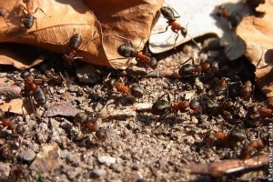 Hangya vagy termesz - Mi a különbség?