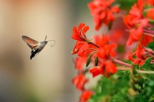 Hozzuk a vadvilágot az erkélyünkre!