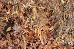 Készüljünk fel az őszi rovar- és gyomirtásra! - 2. rész